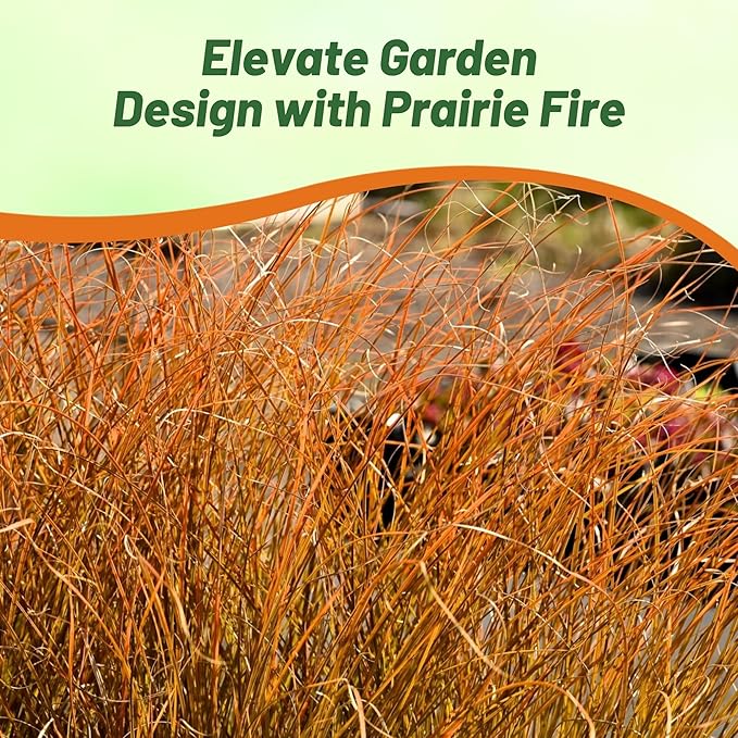Outsidepride Carex Prairie Fire Ornamental Grass Seed – 400 Pcs. Perennial, Low-Maintenance, Drought-Tolerant Grass Seeds with Low Growing Foliage for Borders, Ground Covers, & Outdoor Living Spaces