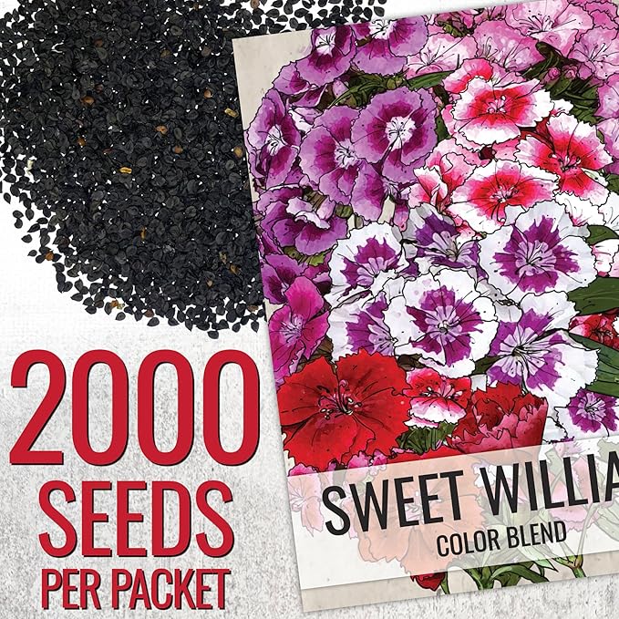 Seed Needs Sweet William Seeds for Planting Dianthus Flowers - Heirloom & Open Pollinated Annual Wildflower Seed Mix to Attract Butterflies, Bees & Other Pollinators to a Butterfly Garden (2 Packs)