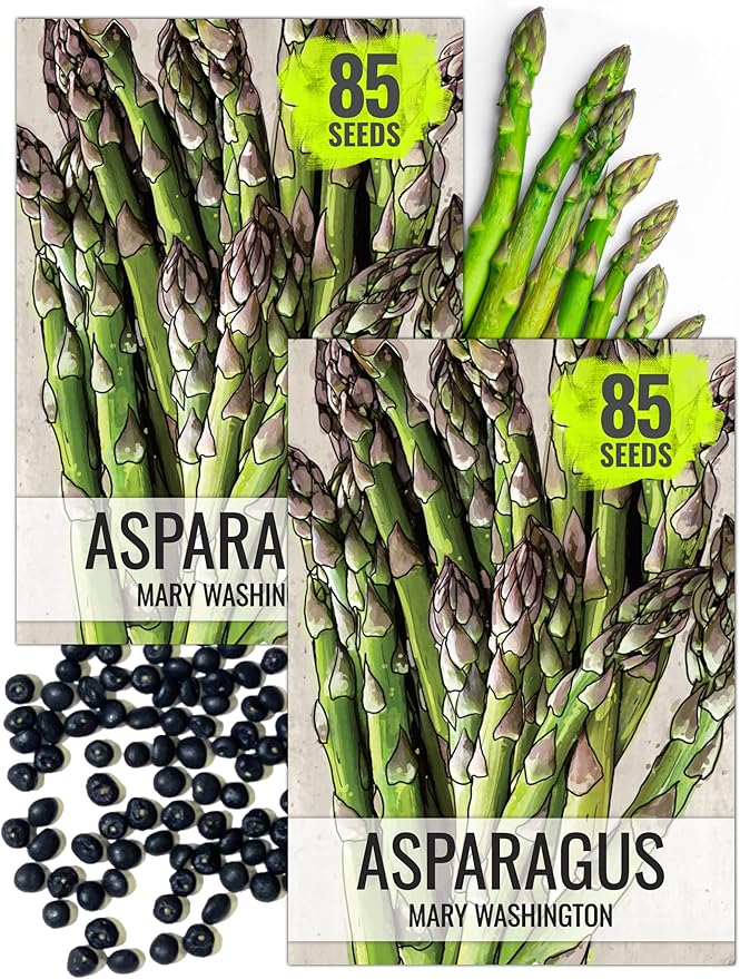 Seed Needs Vegetable Seeds for Planting Mary Washington Asparagus - Non-GMO Heirloom & Untreated Perennial Asparagus Seed to Plant an Outdoor Home Grown Garden (2 Packs)