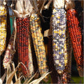 Seed Needs Corn Seeds Multicolor Ornamental Indian Corn | 200+ Seeds Zea Mays Non GMO Flint Corn Seed | Produces Cobs with Red, Blue, White, Yellow and Purple Kernels | Bulk