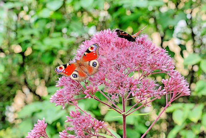Queen of The Meadow Herb Seeds for Planting (50 Seeds) - Joe Pye Weed, Purple Thoroughwort - Ships from Iowa, USA