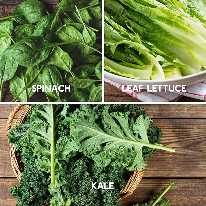 7 Leafy Power Green Seed Varieties for Planting – Non-GMO Heirloom Collection – Kale, Mixed Lettuce, Butterhead, Leaf Lettuce, Spinach, Arugula & Swiss Chard