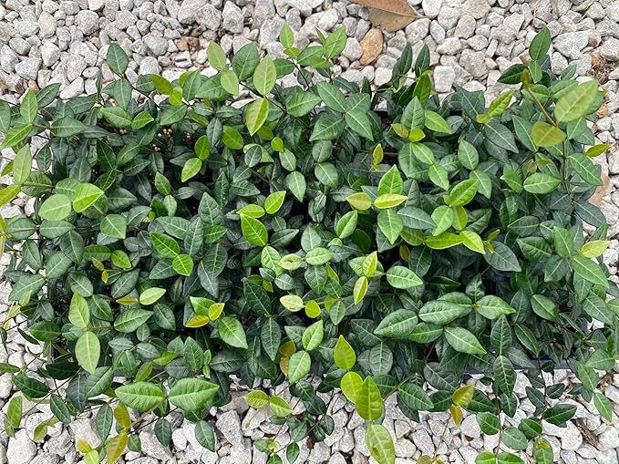 Asiatic Jasmine Live Plants, 3 inch Pot, Evergreen Ground Cover 18 Count