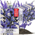Seed Needs Sapphire Blue Sage Seeds for Planting - Heirloom & Open Pollinated Salvia - Grow a Butterfly Garden with Perennial Flowering Plants (10 Packs)