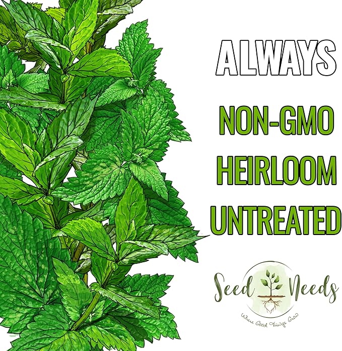 Seed Needs Peppermint Seeds for Planting - Non-GMO, Heirloom & Untreated - Medicinal/Culinary Herb to Plant a Home Grown Indoor or Outdoor Garden (2 Packs)