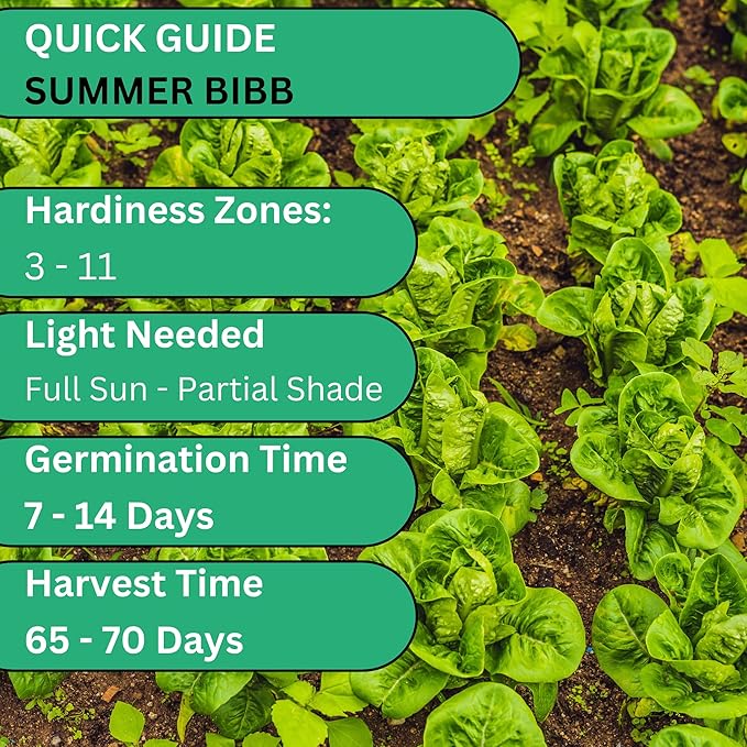 Woods Creek Seeds: Summer Bibb Heirloom Lettuce Seeds for Planting - Over 2,700 Non-GMO Seed Pack for Growing Indoors, Outdoors, or as Hydroponic Seeds - Beginner-Friendly Green Leaf Lettuce Seed