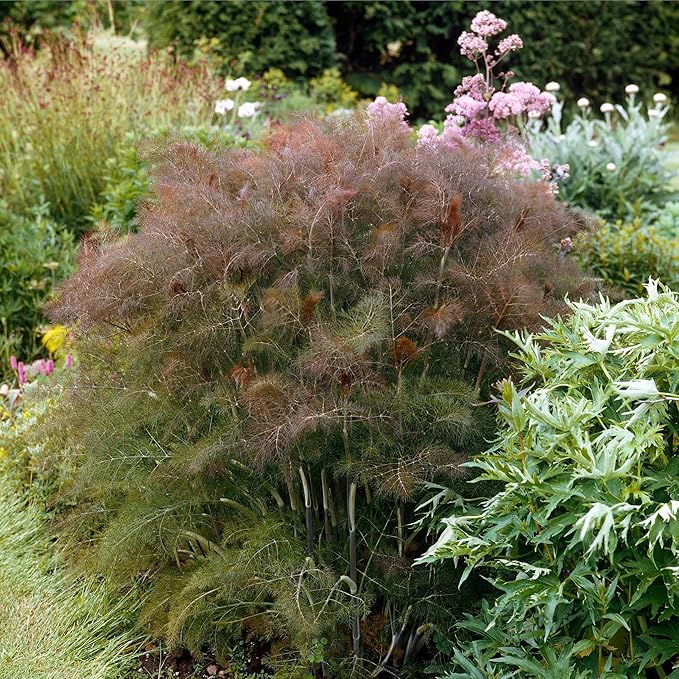 Eden Brothers Fennel Seeds - Smokey Bronze