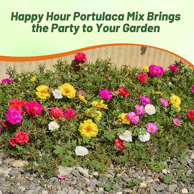 Outsidepride Happy Hour Mixed Moss Rose Seeds - 500 Pcs Annual, Drought & Heat Tolerant, Pollinator Friendly Ground Cover Seeds for Planting w/Vibrant Blooms & Succulent Foliage, for Xeriscaping