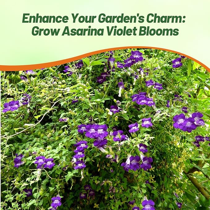 Outsidepride Violet Asarina Climbing Snapdragon Seeds - 100 Pcs Perennial Flower Seeds for Planting, Easy to Grow Climbing Vines w/Attractive Flowers for Containers, Trellises, & Ground Cover