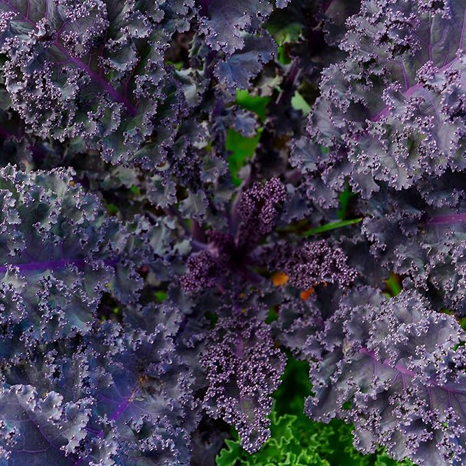 Scarlet Kale - 100 Seeds - Heirloom & Open-Pollinated Variety, Non-GMO Vegetable & Leafy Greens Seeds for Planting Outdoors in The Home Garden, Thresh Seed Company