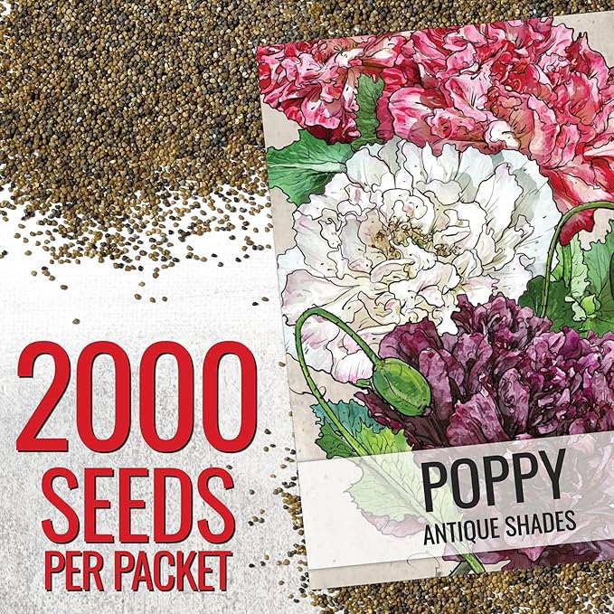 Seed Needs, Antique Shades Peony Poppy Seeds - 5,000 Heirloom Seeds for Planting Papaver paeoniflorum - Attracts Butterflies & Other Pollinators (5 Packs)