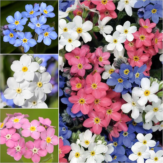 Seed Needs Forget Me Not Seeds for Planting Mixed Flowers - Heirloom & Open Pollinated Wild Flower Seed to Plant an Outdoor Butterfly Garden to Attract Pollinators (2 Packs)