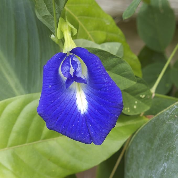 Gaea's Blessing Seeds - Butterfly Pea Seeds - Asian Pigeonwings - Non-GMO, Open-Pollianted, and Untreated - Includes Easy to Follow Planting Instructions (Clitoria ternatea)