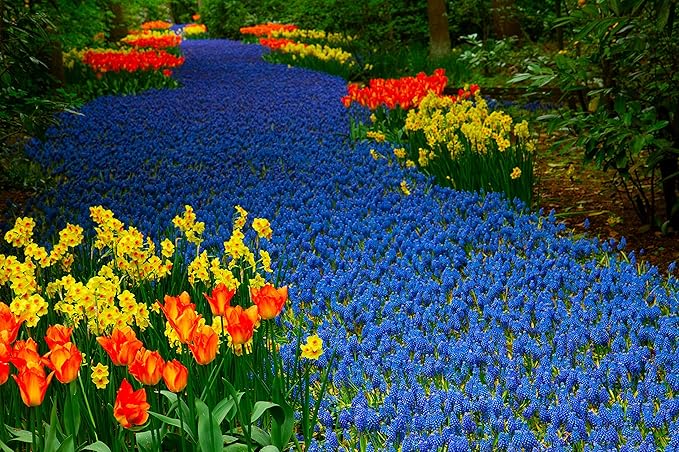 Magical Summer Flower Garden - 30 Bulbs - 10 Tulips, 10 Daffodil and 10 Blue Muscari - Ships from Iowa, USA
