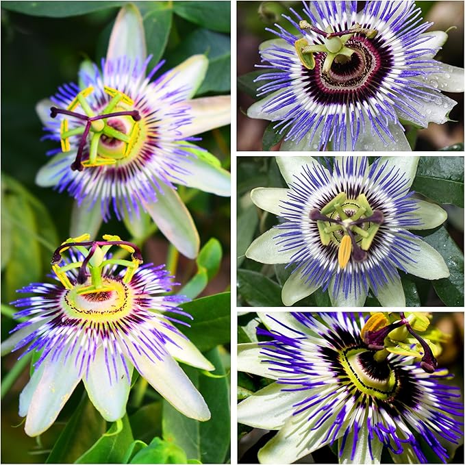 Seed Needs, Blue Passion Flower Seeds - 100 Heirloom Seeds for Planting Passiflora caerulea - Open Pollinated, Tropical Vine (1 Pack)