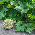 Squash Seeds - Winter - Cushaw Green Striped - 4 Oz ~680 Seeds - Cucurbita argyrosperma - Farm & Garden Vegetable Seeds - Non-GMO, Heirloom, Open Pollinated, Annual - AKA: Cushaw Green Striped Pumpkin