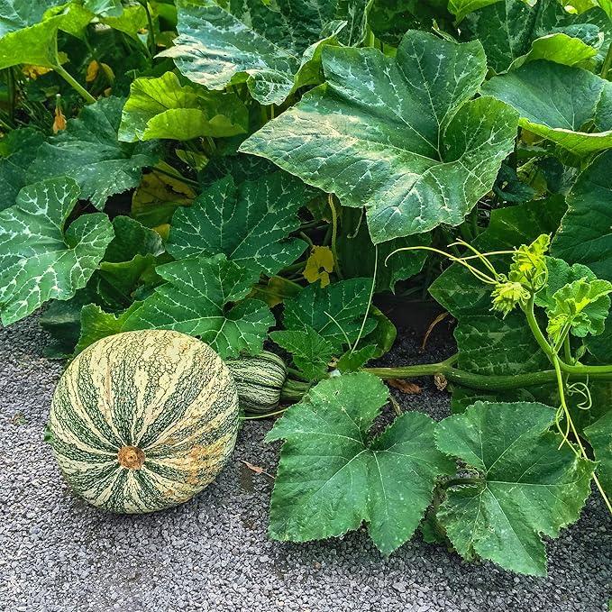 Squash Seeds - Winter - Cushaw Green Striped - 4 Oz ~680 Seeds - Cucurbita argyrosperma - Farm & Garden Vegetable Seeds - Non-GMO, Heirloom, Open Pollinated, Annual - AKA: Cushaw Green Striped Pumpkin