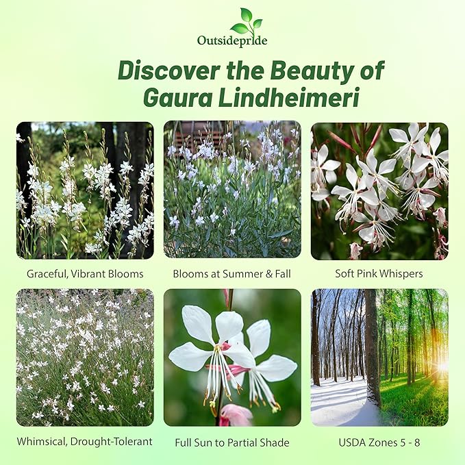 Outsidepride Gaura Seeds - 400 Pcs. Perennial, Drought Tolerant & Low Maintenance, Flower Seeds for Planting Easy to Grow, Vibrant & Tall White-Pink Blooms for Xeriscaping & Pollinator Gardens