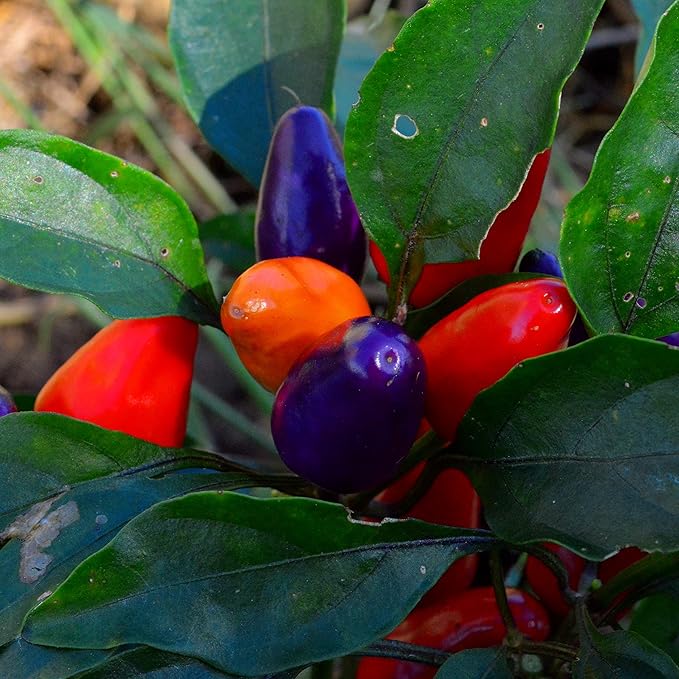 Aurora Dwarf Chile (Hot) Pepper - 25 Seeds - Colorful Heirloom Variety, Great for Containers, Patios, USA-Grown Chili Seeds, Non-GMO Vegetable Seeds for Planting in The Garden, Thresh Seed Company