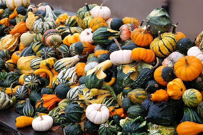 SeedsUP - 10+ Seeds Ornamental Pumpkin - Vegetable Mix