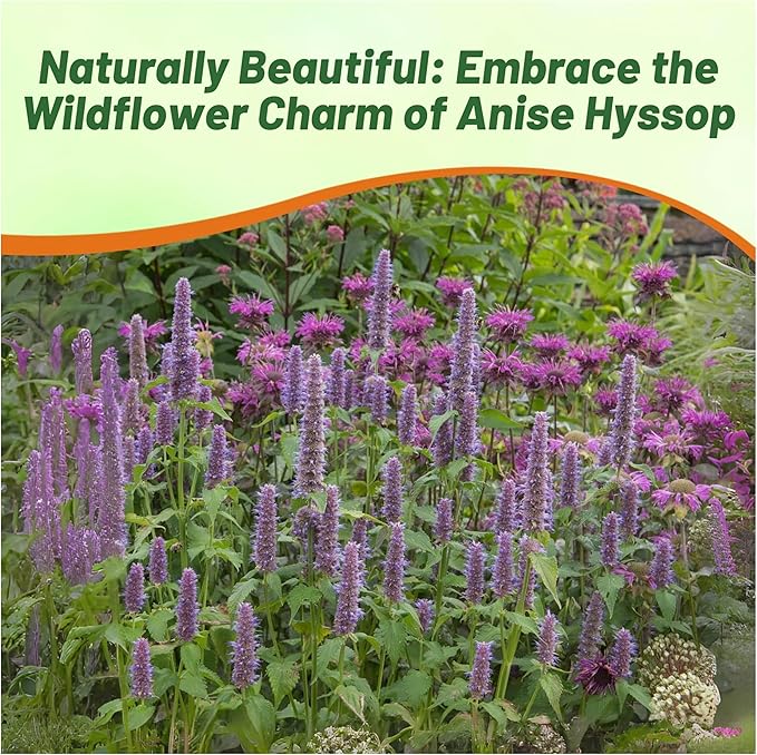 Outsidepride Purple Anise Hyssop Seeds for Planting - 5000 Pcs Perennial Herb Garden Seeds with Fragrant Blooms Attractive to Pollinators, for Small Gardens, Containers, & Xeriscaping