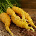 Solar Yellow Carrot - 150 Seeds - Heirloom & Open-Pollinated Variety, Non-GMO Vegetable Seeds for Planting Indoors or Outdoors in Containers or The Home Garden, Thresh Seed Company