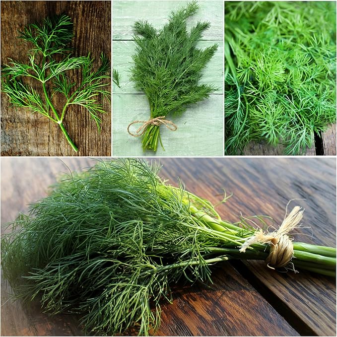 Seed Needs Dill Seeds for Planting Bouquet Herbs - Non-GMO Heirloom & Untreated Herb Seed to Plant a Home Grown Indoor / Outdoor Garden (1 Pack)