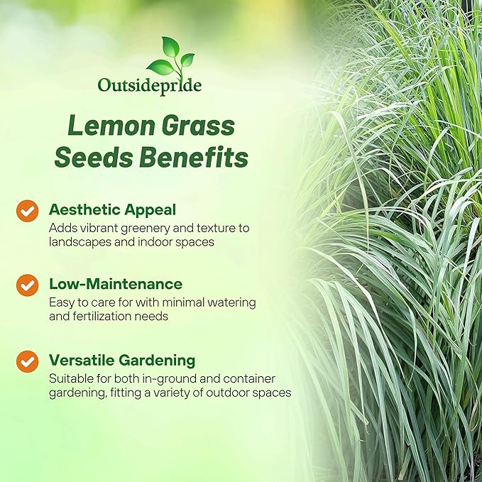 Outsidepride Lemon Grass Seeds for Planting - 1000 Perennial Seeds, Mosquito Repellent, Deer Proof, Citronella Grass for Culinary and Ornamental Use, Blue-Green Foliage, Lemon Grass Live Plant