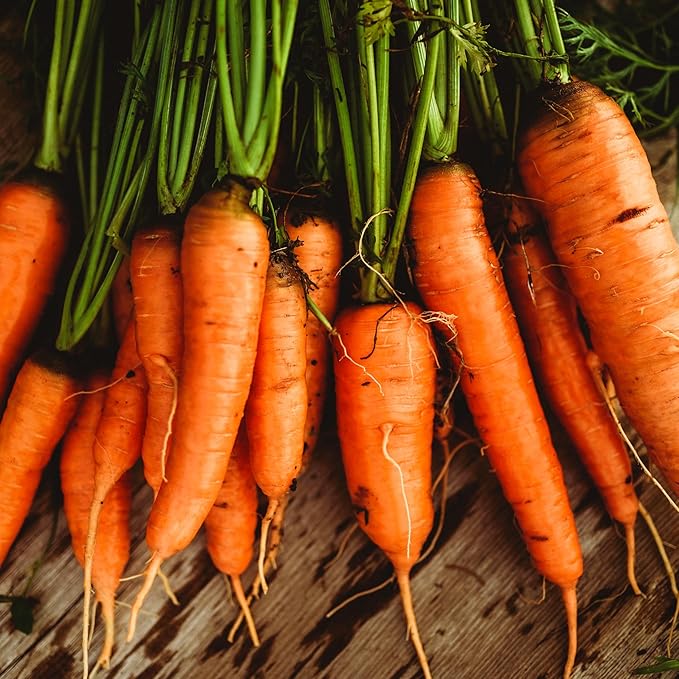 Danvers Carrot - 150 Seeds - Heirloom & Open-Pollinated Variety, Non-GMO Vegetable Seeds for Planting Outdoors in The Home Garden, Thresh Seed Company
