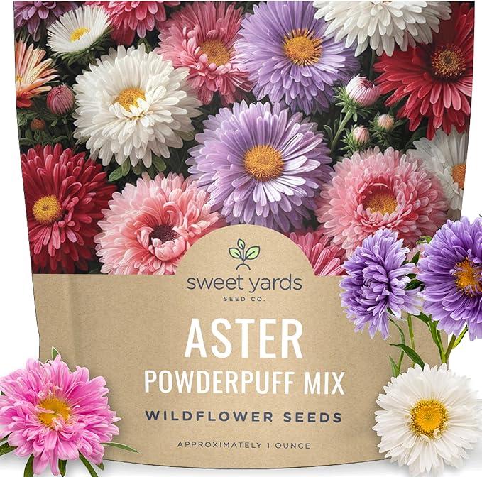 China Aster Seeds - Powder Puff Mix - Large 1 Ounce Packet - 15,000 Flower Seeds for Planting - Callistephus Chinensis