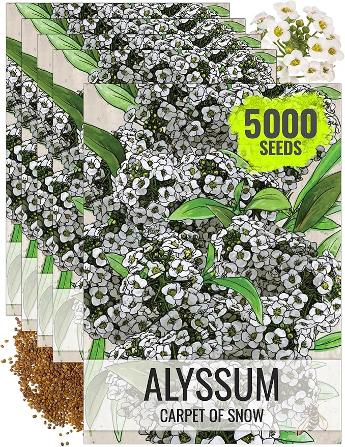 Seed Needs Carpet of Snow Alyssum Seeds for Planting - Heirloom & Untreated - Tender Perennial Flowers to Attract Pollinators to Rock Gardens, Pots, Containers & Window Boxes (5 Packs)