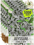 Seed Needs Carpet of Snow Alyssum Seeds for Planting - Heirloom & Untreated - Tender Perennial Flowers to Attract Pollinators to Rock Gardens, Pots, Containers & Window Boxes (5 Packs)