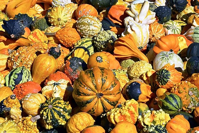 SeedsUP - 10+ Seeds Ornamental Pumpkin - Vegetable Mix