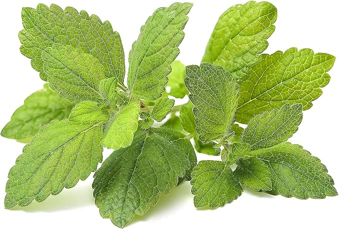 Lemon Balm Seeds, 200+ Heirloom, Non GMO Seeds, Melissa officinalis