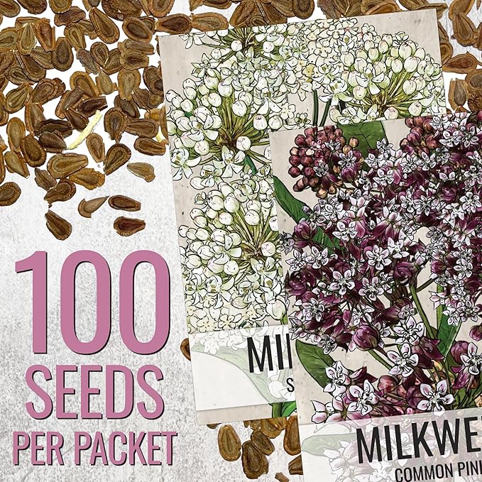 Seed Needs Milkweed Seeds for Planting Common Pink/Swamp White Asclepias Flowers - Heirloom Wildflowers to Attract Monarch Butterflies to a Butterfly Garden