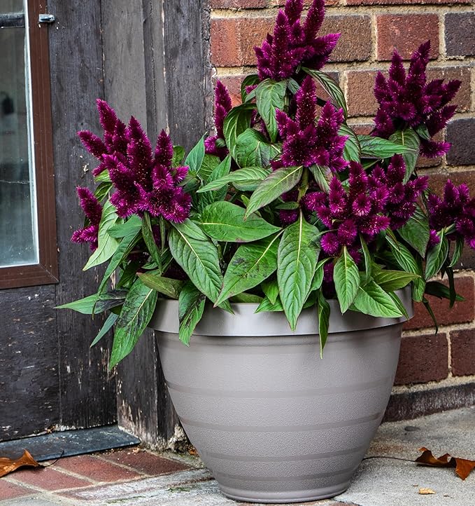 The HC Companies Rings Flower Planter - Self Watering Plant Pots for Herbs & More - Round Lightweight Outdoor & Indoor Planter (10" Gray, Pack of 2)