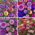1000+ Crazy Blend Zinnia Seeds for Planting Non-GMO Mixed Color Zinnia Flowers Seeds for Home Yard Garden Heirloom Wildflower