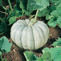 Blue Harvest F1 Hybrid Pumpkin Seeds - 1 Oz ~200 Seeds - Non-GMO, F1 Hybrid - Vegetable Garden - Cucurbita Maxima