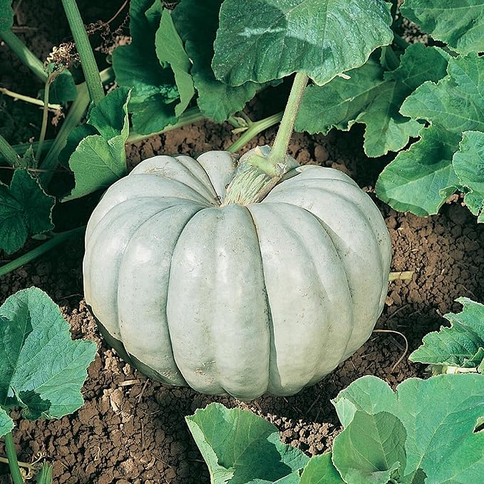 Blue Harvest F1 Hybrid Pumpkin Seeds - 1 Oz ~200 Seeds - Non-GMO, F1 Hybrid - Vegetable Garden - Cucurbita Maxima