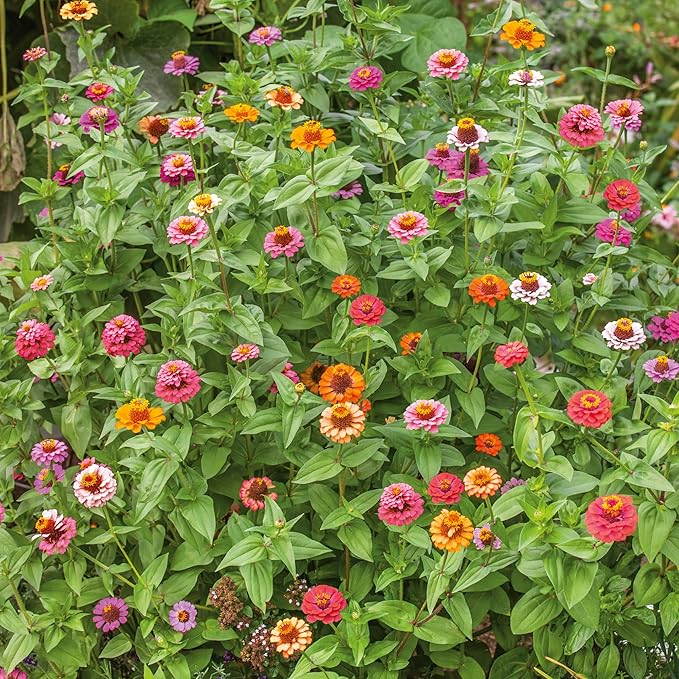 Organic Thumbelina Mix Zinnia Seeds - 1 Oz ~3900 Seeds - Non-GMO, Certified Organic, Heirloom - Flower Garden - Zinnia elegans