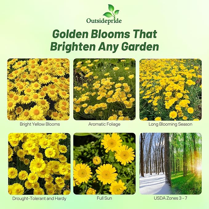 Outsidepride Yellow Marguerite Daisy Seeds - 5000 Pcs. Perennial Drought-Tolerant & Pollinator-Friendly, Flower Seeds for Planting Vibrant Blooms for Gardens, Borders & Cut Flowers
