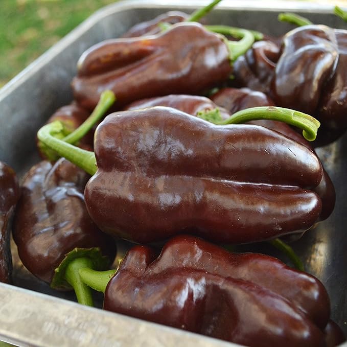 Sweet Chocolate Pepper - 25 Seeds - Heirloom & Open-Pollinated Variety, USA-Grown, Non-GMO Vegetable Seeds for Planting Outdoors in The Home Garden, Thresh Seed Company