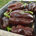 Sweet Chocolate Pepper - 25 Seeds - Heirloom & Open-Pollinated Variety, USA-Grown, Non-GMO Vegetable Seeds for Planting Outdoors in The Home Garden, Thresh Seed Company