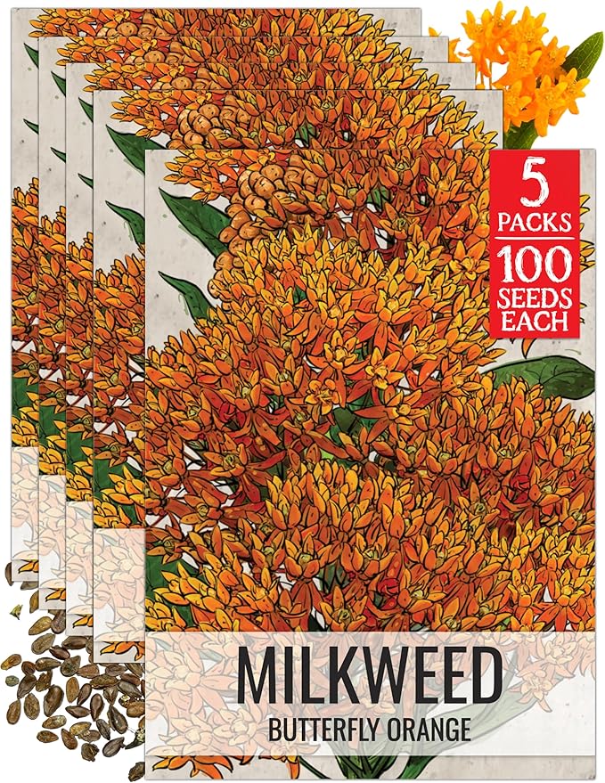 Seed Needs Orange Milkweed Seeds for Planting Butterfly Weed - Heirloom & Untreated Perennial Flower Seed to Grow a Monarch Butterfly Garden (5 Packs)