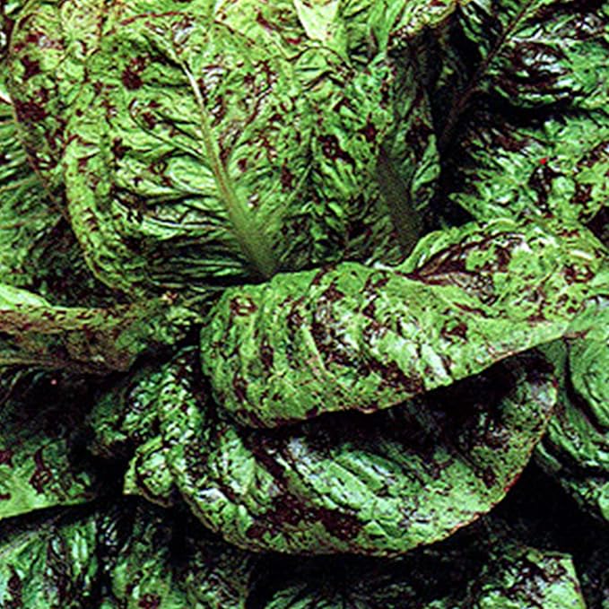 Organic Freckles Lettuce Seed - 1 OZ ~25,000 Seeds - Romaine - Heirloom, Organic, Open Pollinated, Non-GMO, Farm & Vegetable Gardening Seeds