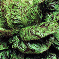 Organic Freckles Lettuce Seed - 1 OZ ~25,000 Seeds - Romaine - Heirloom, Organic, Open Pollinated, Non-GMO, Farm & Vegetable Gardening Seeds