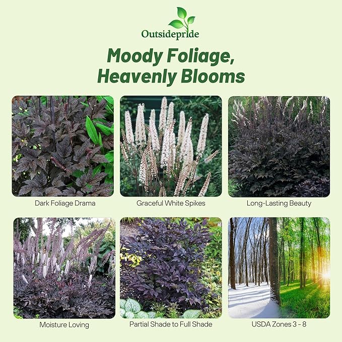 Outsidepride Cimicifuga Ramosa Seeds - 200 Pcs. Perennial, Hardy & Low Maintenance, Flower Seeds for Planting Fragrant Reddish Purple Foliage with Ivory White Blooms for Wildlife & Pollinator Gardens