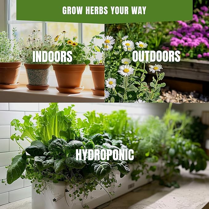 Fall & Winter Marjoram Seeds for Indoor & Outdoor Planting – 200+ Non-GMO Heirloom USA-Grown Sweet Aromatic Culinary Herb with High Germination (Origanum majorana)