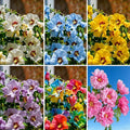 Hibiscus grandiflorus Seeds for Planting, 99+pcs Perennial Giant Hibiscus Grandiflorus Flower Seeds, Non-GMO Heirloom Rare Beauty Blooms Flowers Plants for Home Garden Outdoors