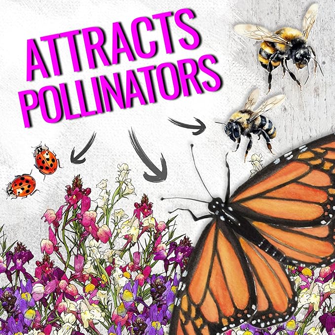 Seed Needs Snapdragon Seeds for Planting Baby Snapdragons - Fairy Bouquet Blend - Heirloom & Open Pollinated Flower Seed to Plant an Outdoor Butterfly Garden (2 Packs)